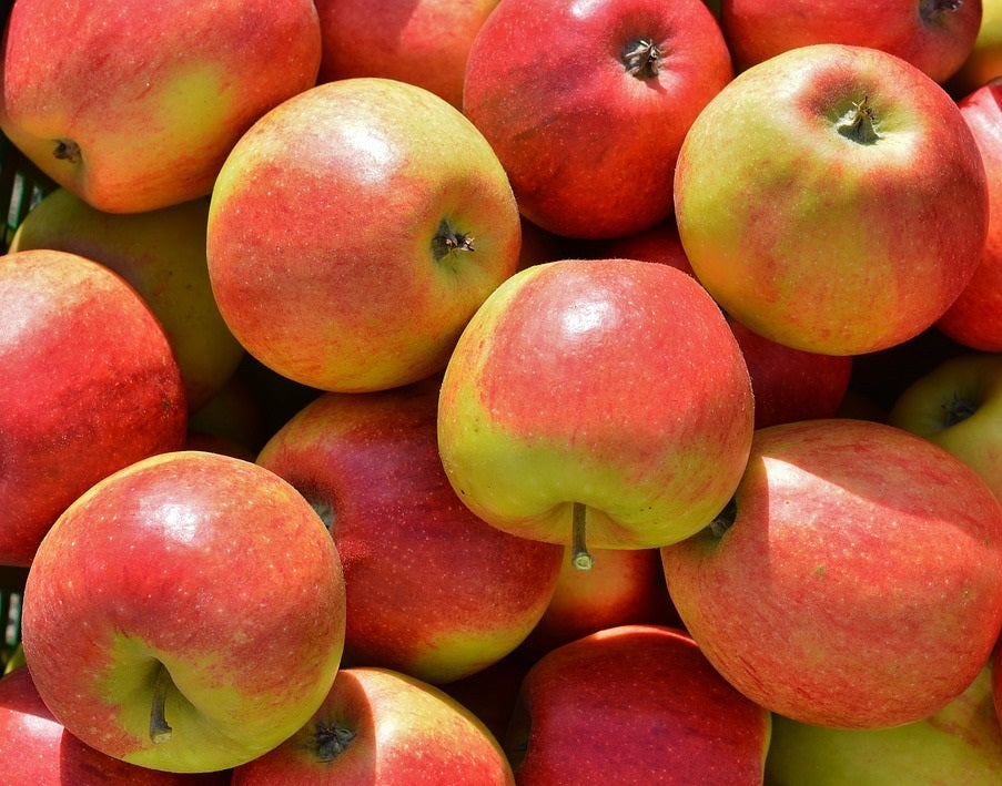 Pommier "Pierre"