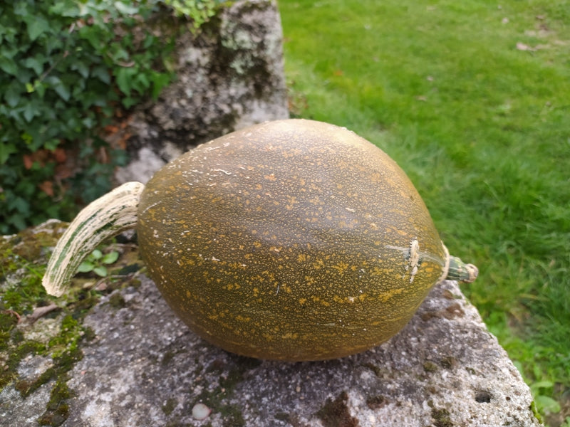 Courge olive