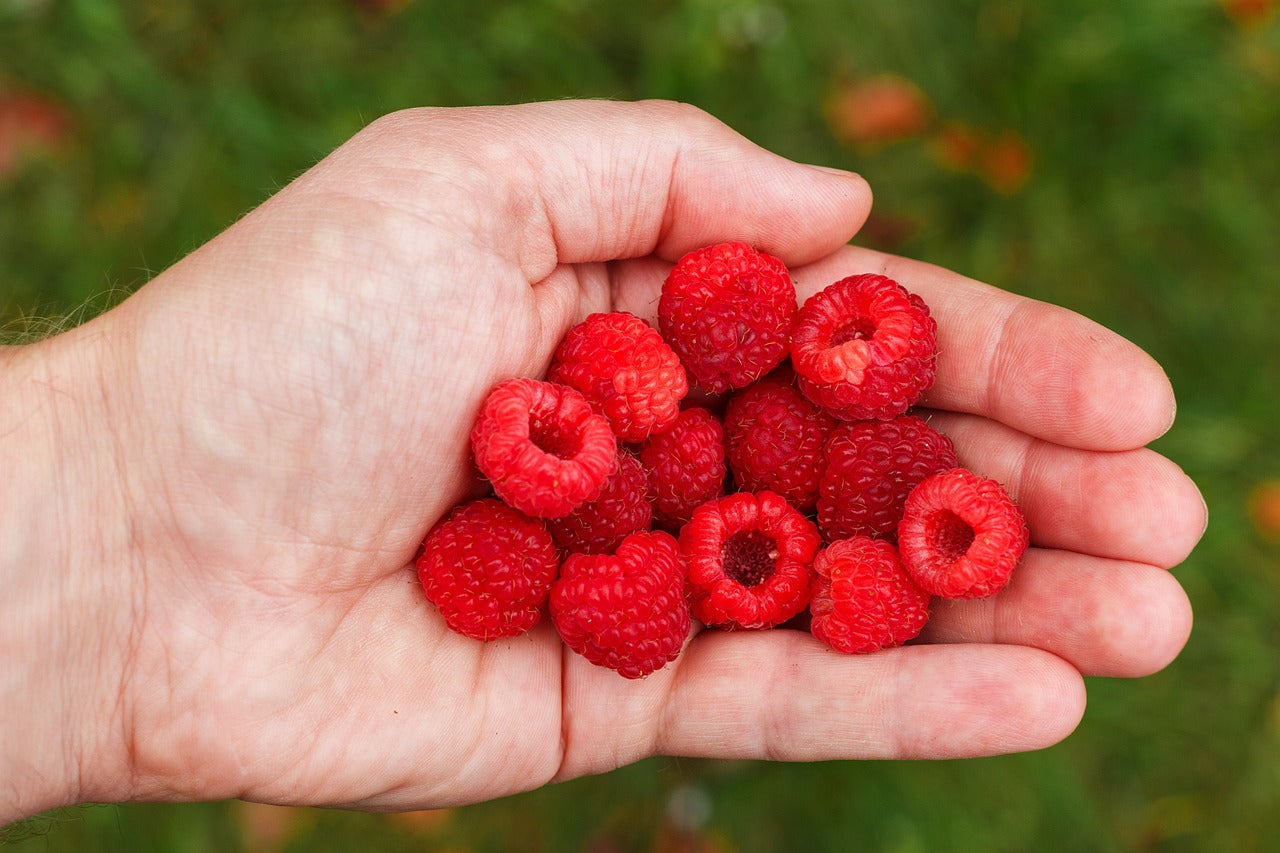 Framboisier "Tulameen" (Rubus ideaus)