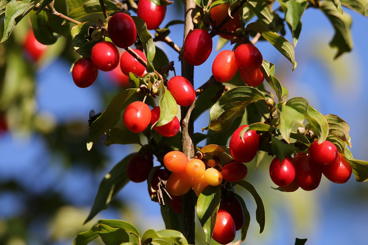 Cornouiller mäle (Cornus mas)