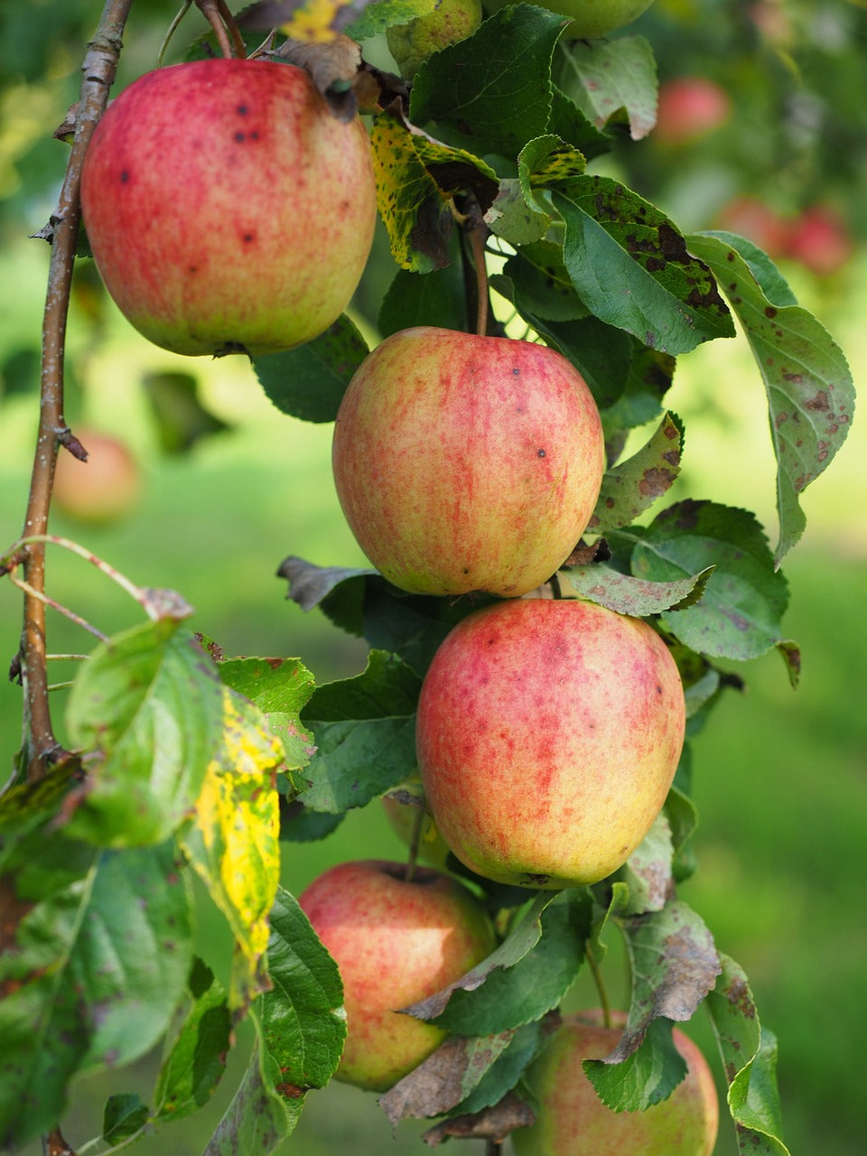 Pommier "Reinette grand mère"