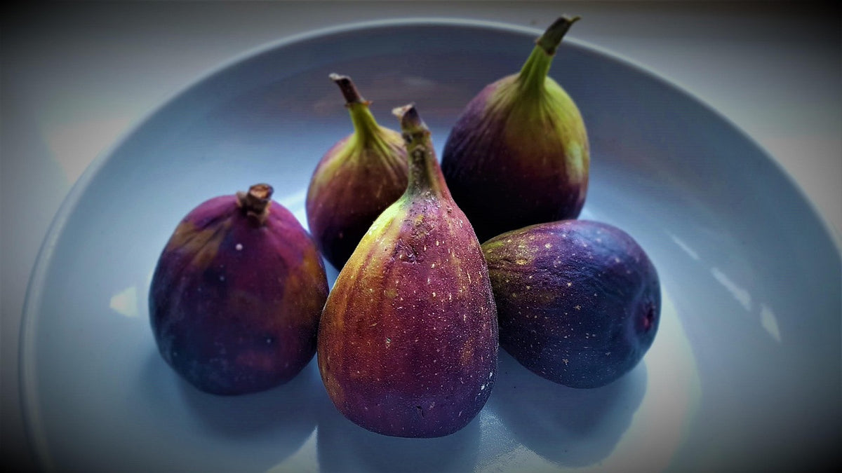Figuier 'Rosce signora' (ficus carica)