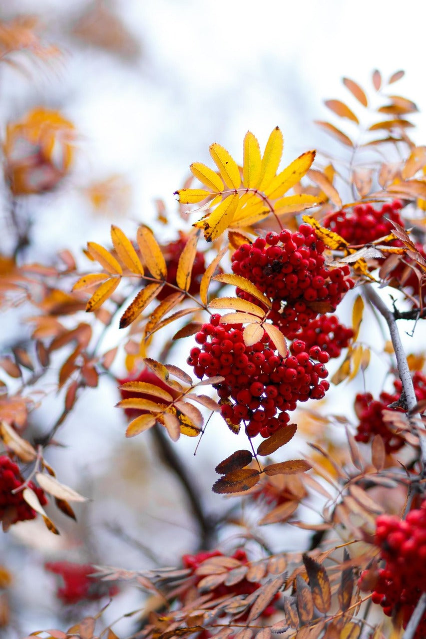 Sorbier des oiseleurs (Sorbus aucuparia)