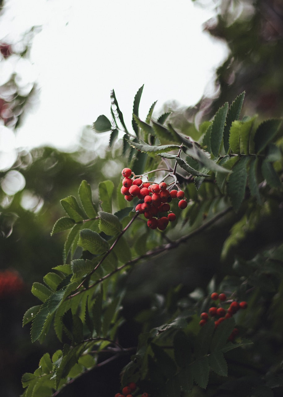 Sorbier des oiseleurs (Sorbus aucuparia)