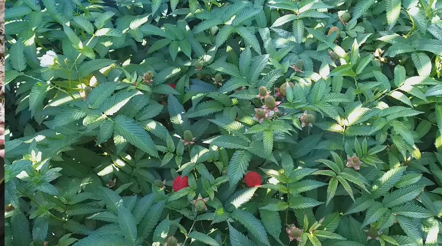 Framboisier-Fraise (Rubus illecebrosus)