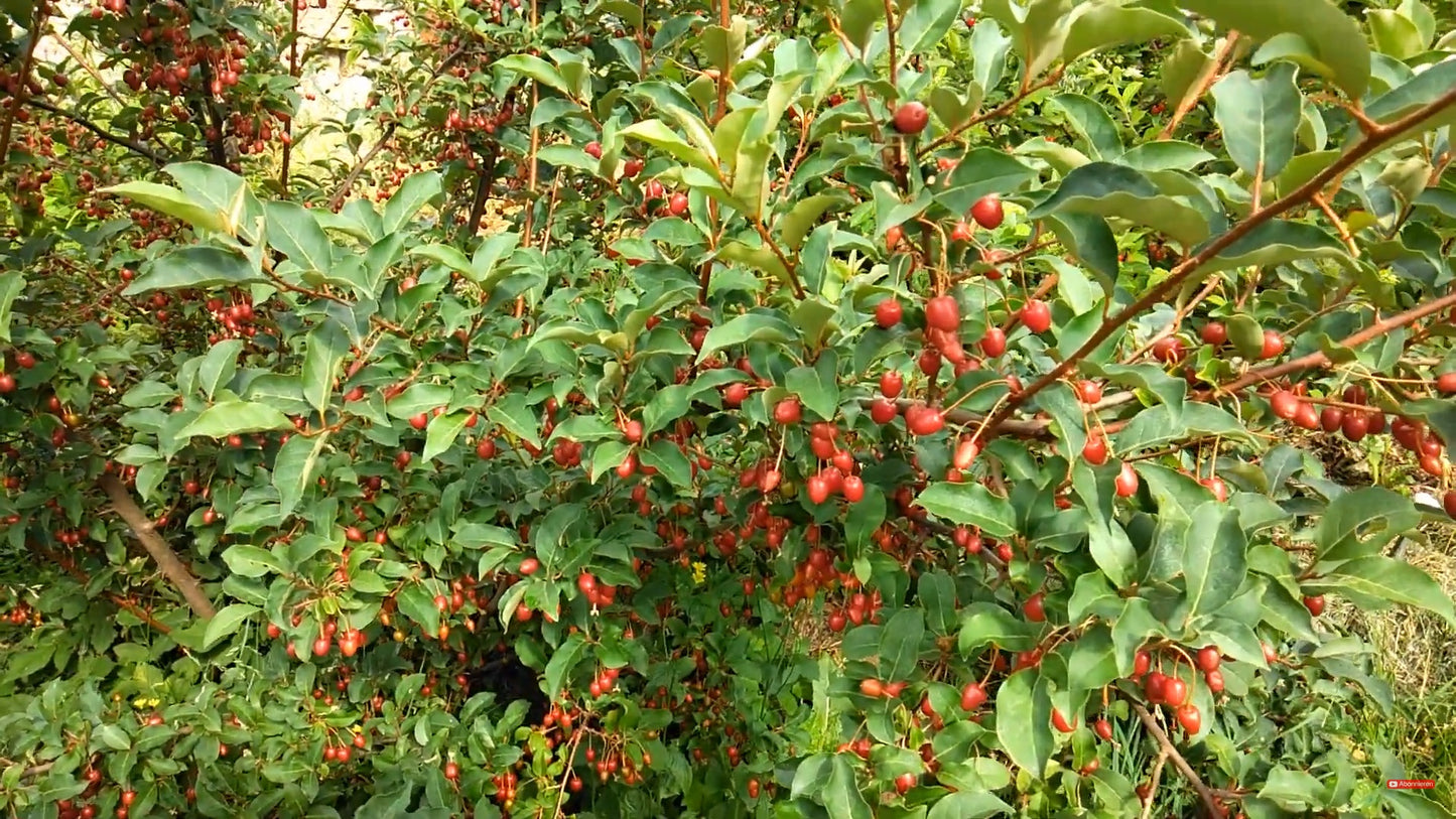 Goumi du japon "Sweet scarlet" (Elaeagnus multiflora)