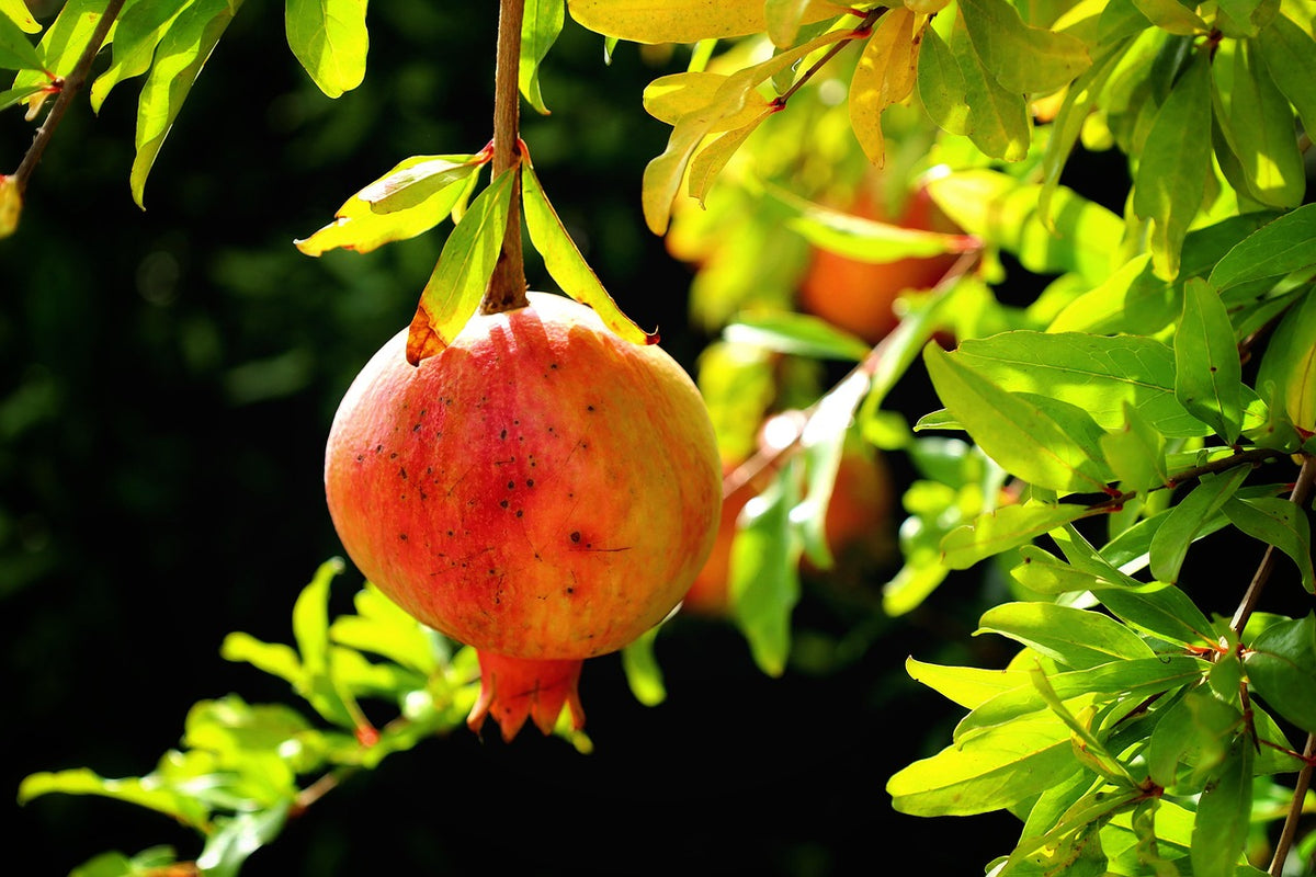 Grenadier 'mollar del Elche' (Punica granatum)