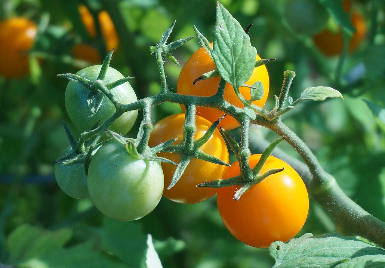 Tomate "figel"