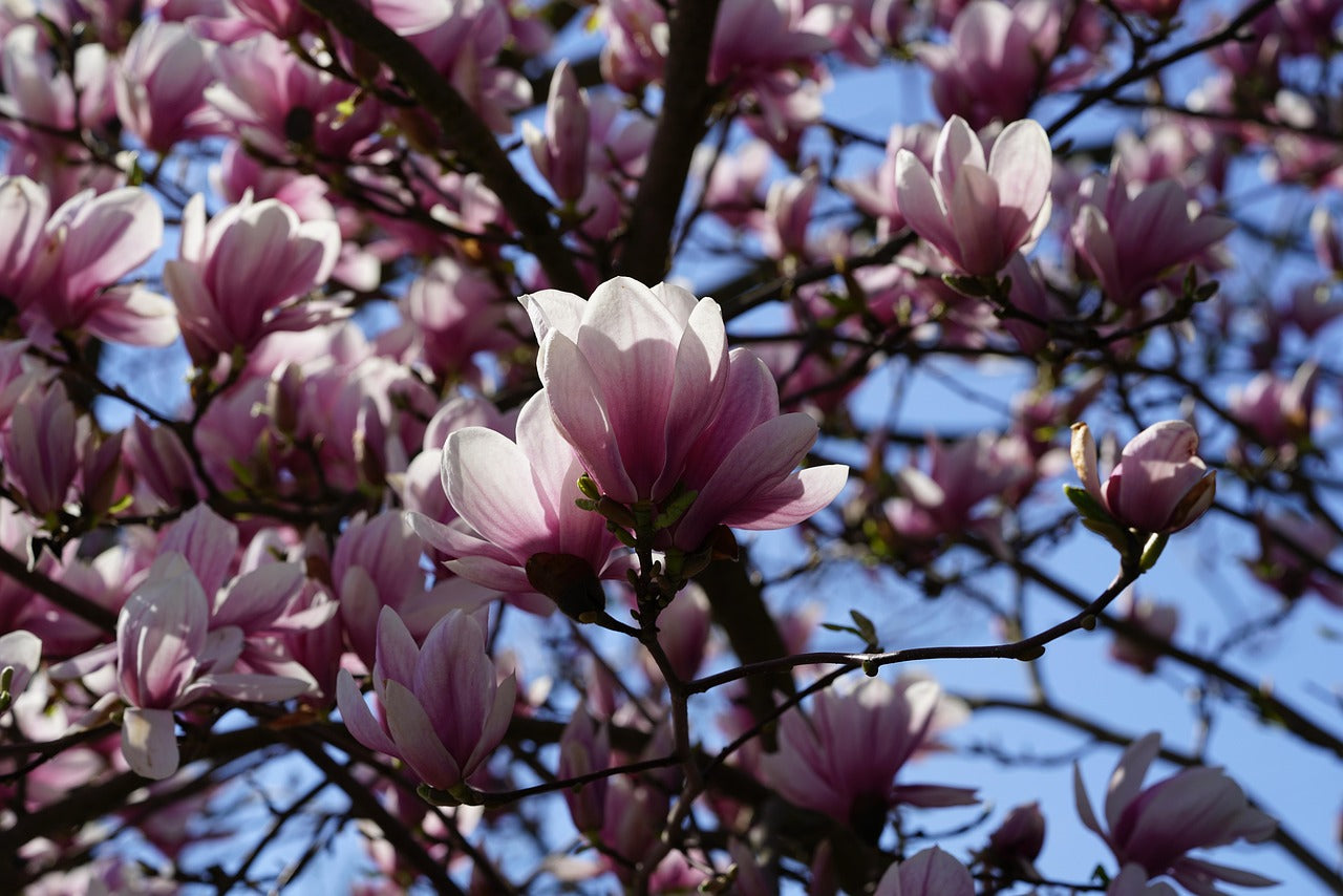 Magnolia "rubra" (magnolia solangeana)