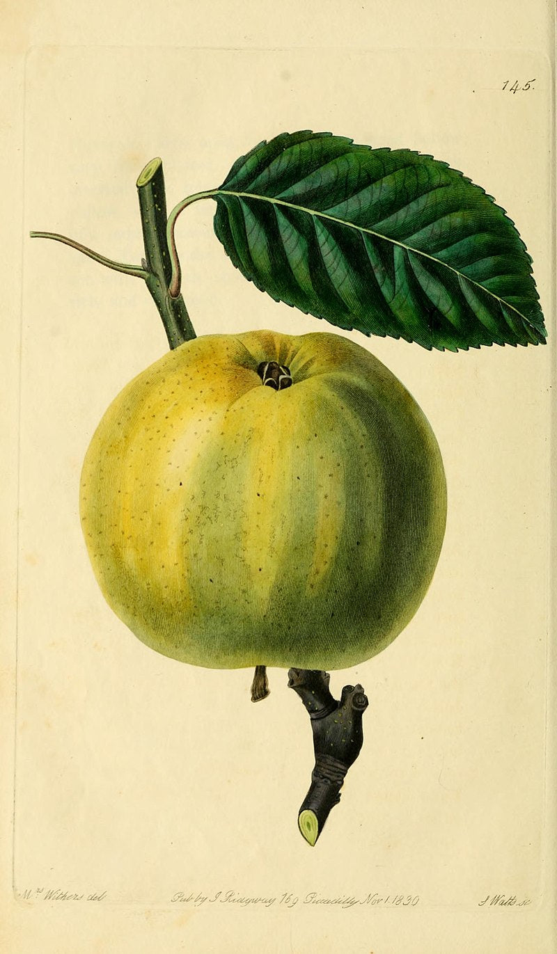 Pommier "Vernade"// "Versane"