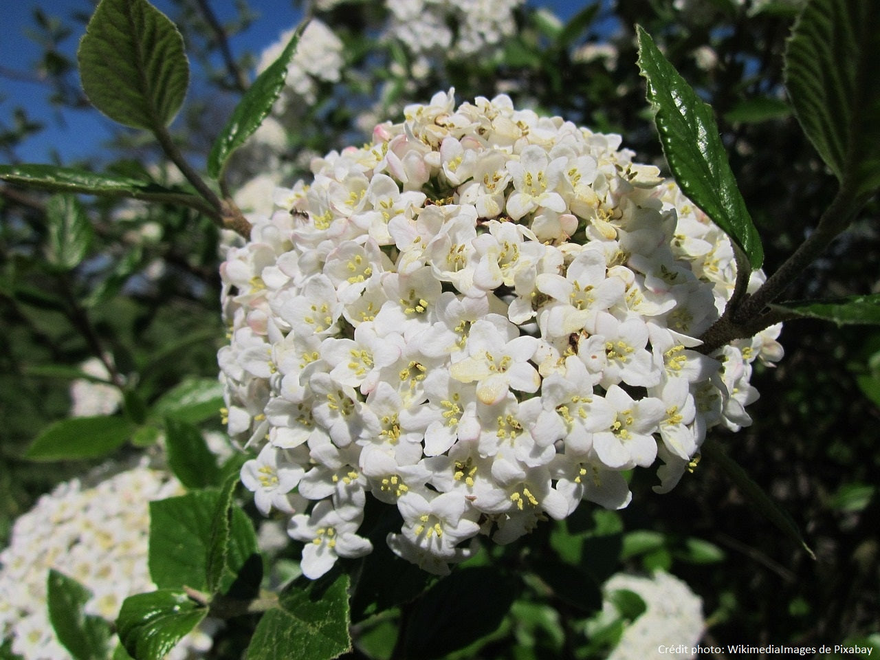 Viorne lantanne (viburnum lantana)