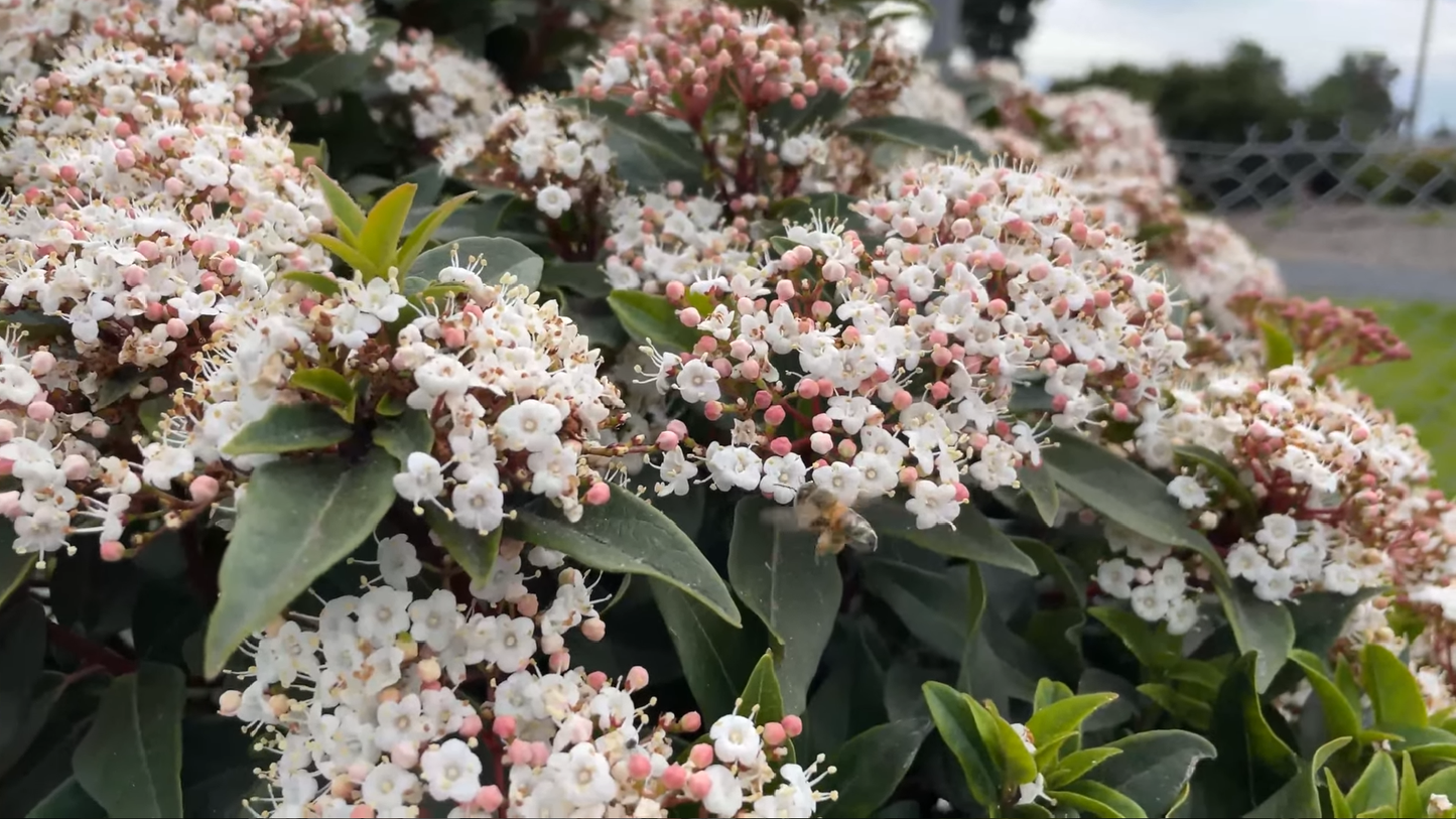 Viorne tin // Laurier tin