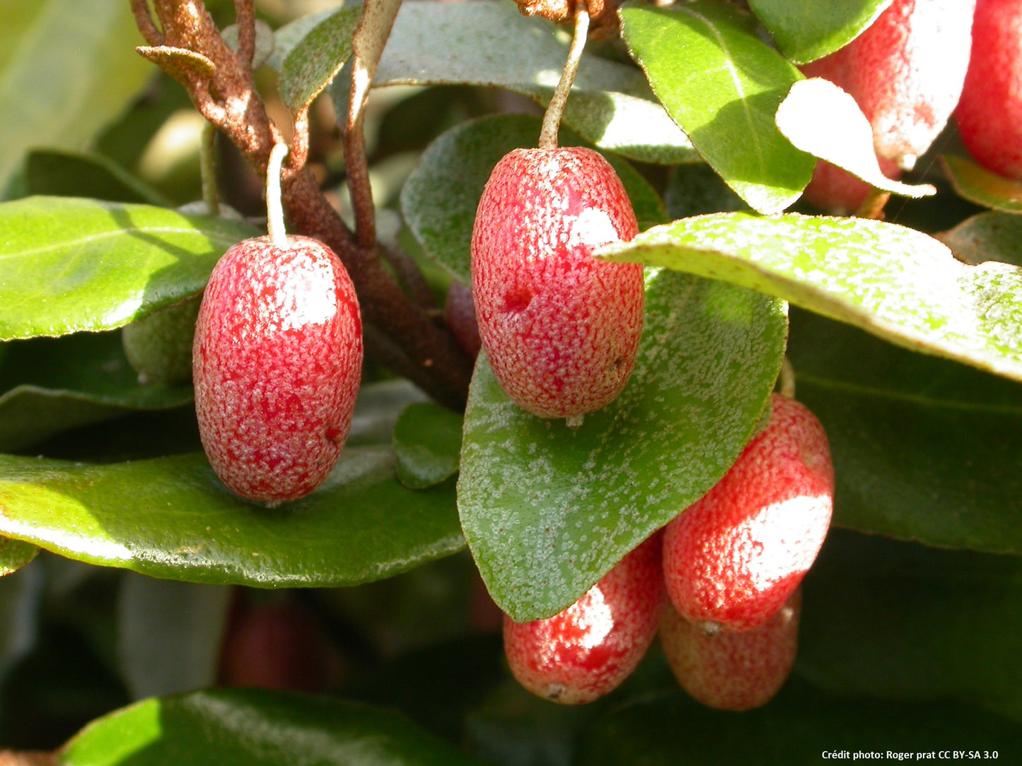 Chalef "limelight" (Elaeagnus Ebinggei) (Copie)