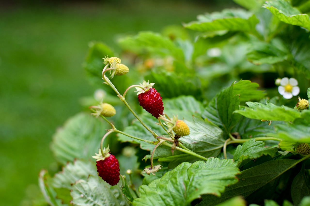 Fraisier des bois à gros fruits "improved rugen" (fragaria vesca)
