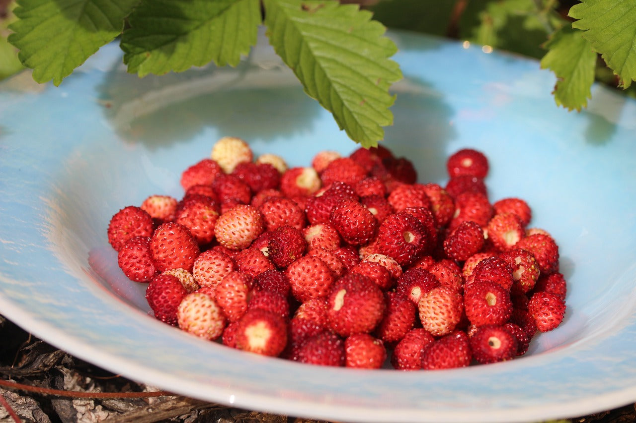 Fraisier des bois à gros fruits (fragaria vesca)