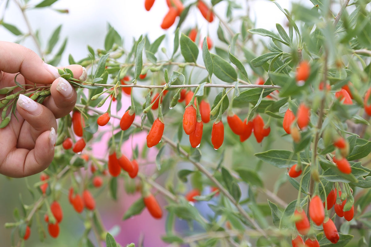 Goji 'grosse production' (lycium barbarum)