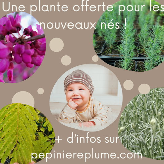 Bébés Plumes: Une plante offerte pour les générations futures