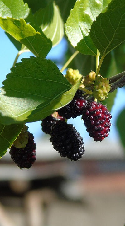 Mûrier (arbre à mûre) – Pépinière Plume