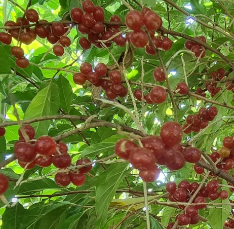 Chalef d'automne (Elaeagnus umbellata)
