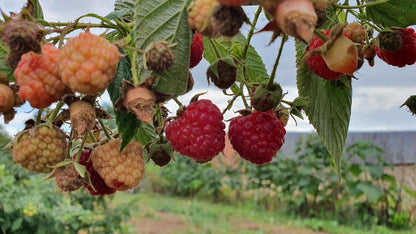 Framboisier "Héritage" (Rubus ideaus)