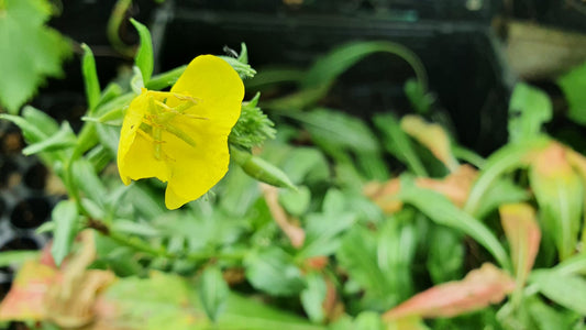 Onagre Bisanuelle (Oenothera biennis)