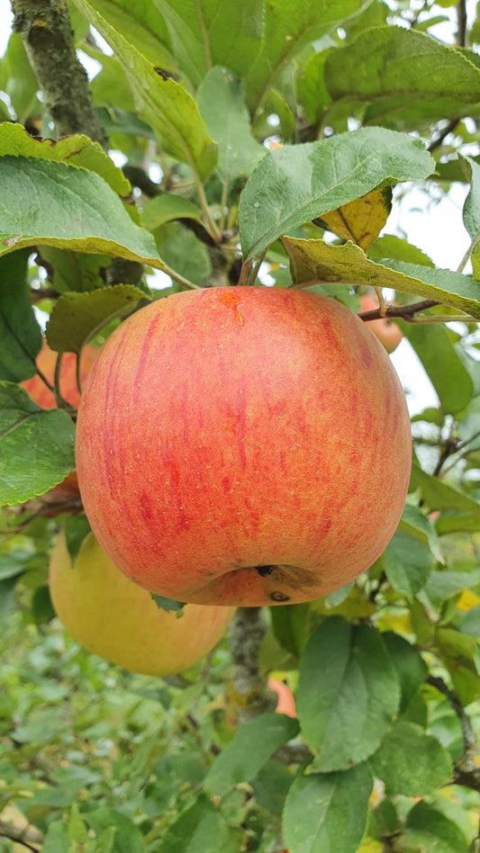 Pommier "résistant à la tavelure" 1