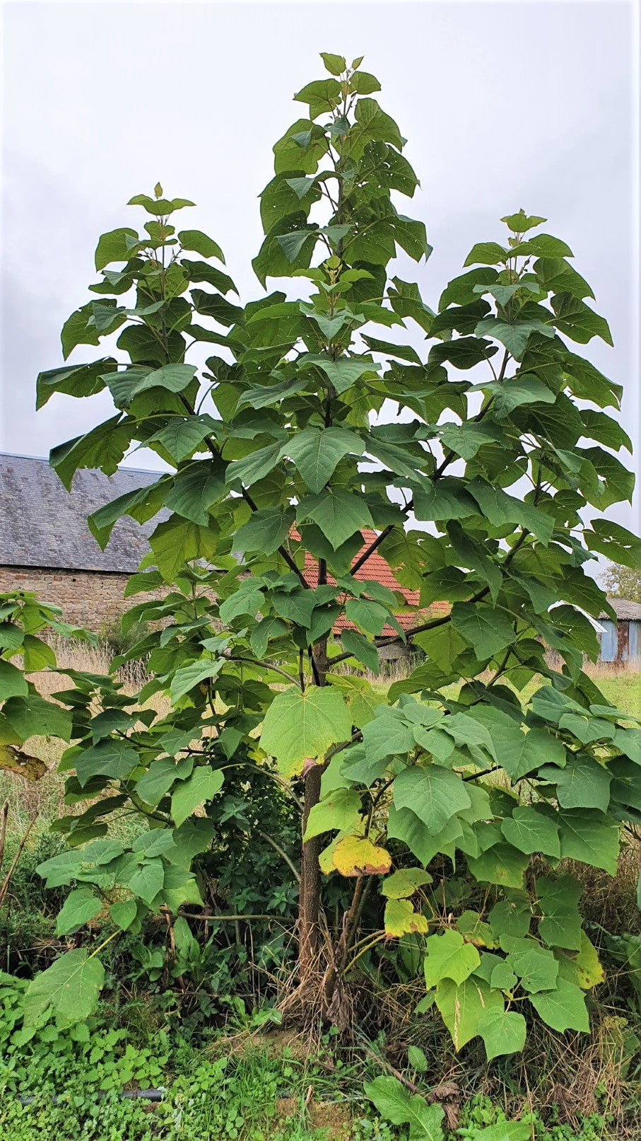 Paulownia Z07