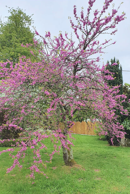 Arbre de judée (Cercis siliquastrum)