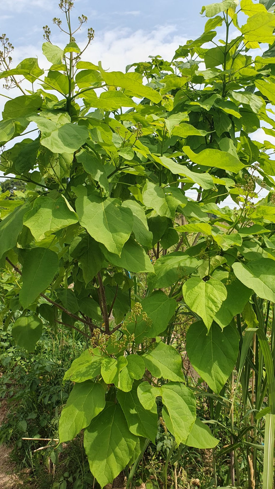 Catalpa