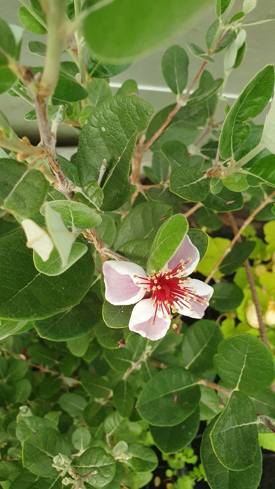 Feijoa de semis // Goyavier rustique (Acca sellowiana)