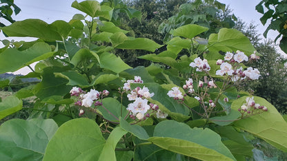 Catalpa