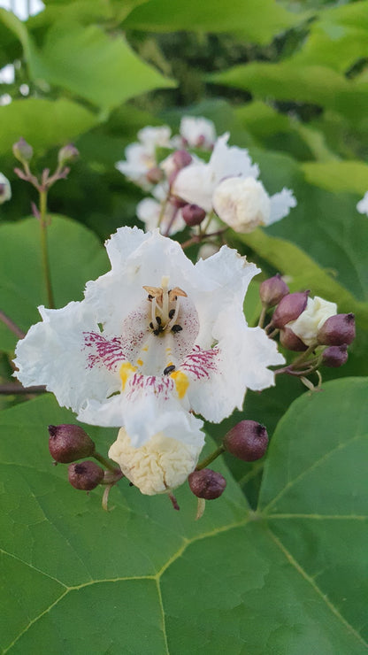 Catalpa