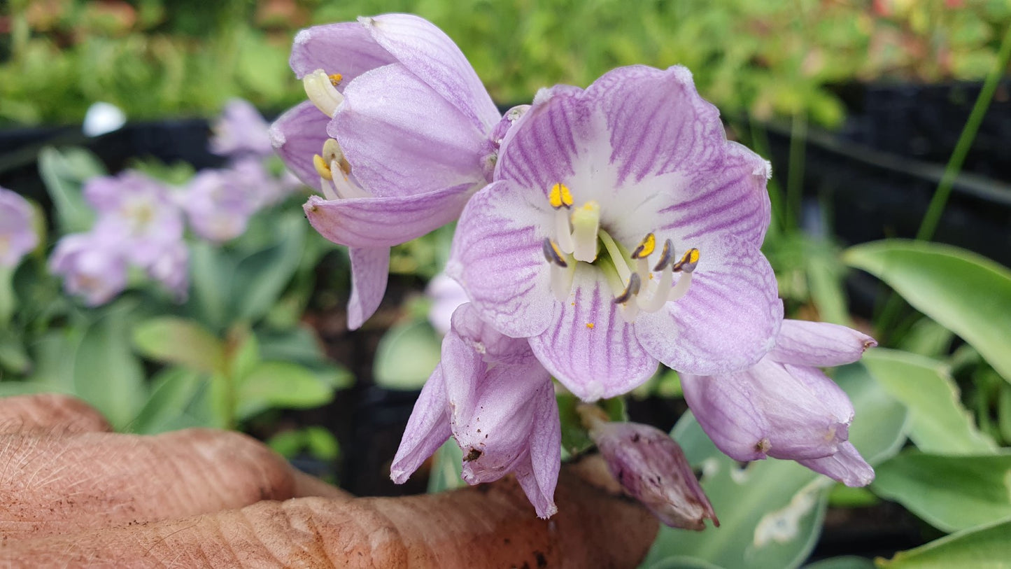 Hosta "Blue angel"