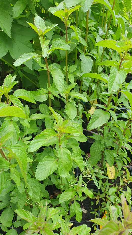 Menthe verte (Mentha spicata)