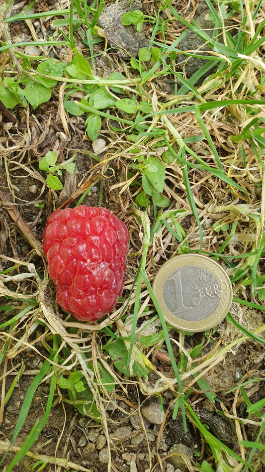 Framboisier "Sumo" (Rubus ideaus)