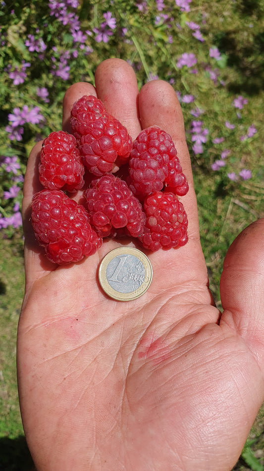 Framboisier "Géante de Toulx" (Rubus ideaus)