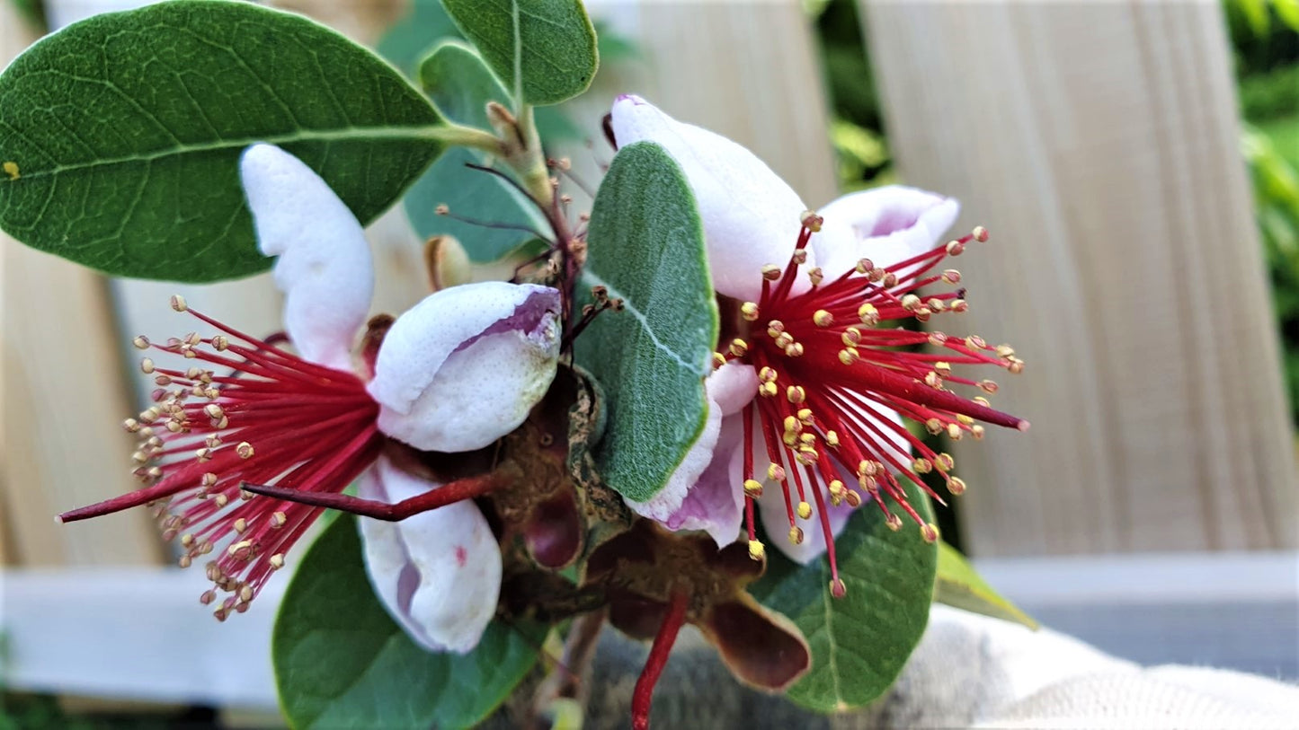 Feijoa de semis // Goyavier rustique (Acca sellowiana)