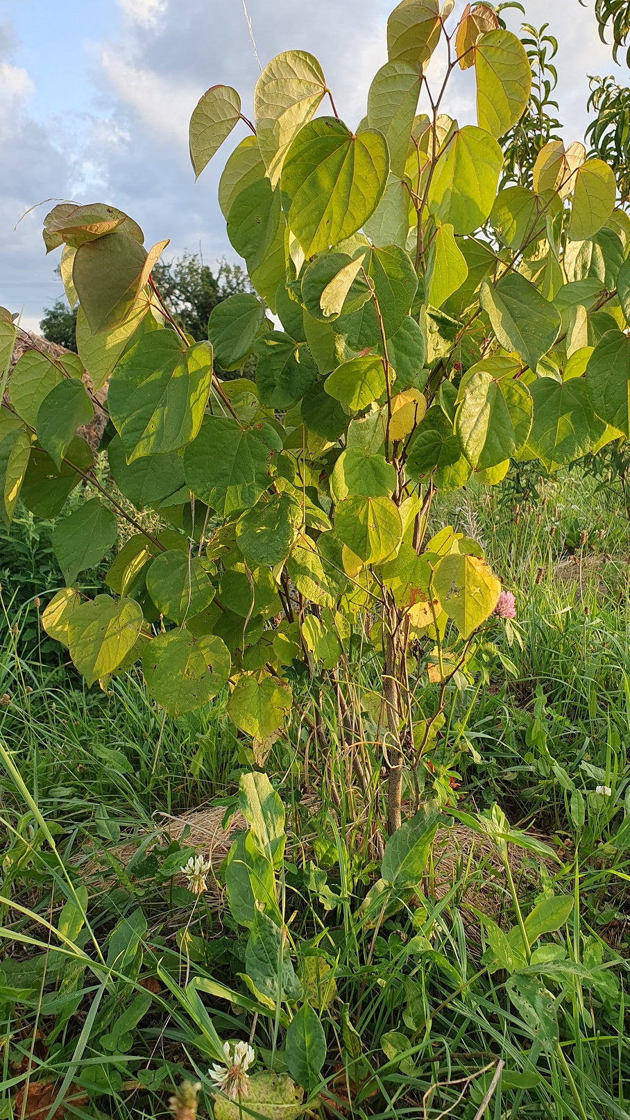 Arbre de judée (Cercis siliquastrum)