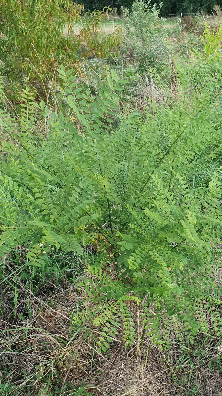 Sophora japonica// "Styphnolobium japonicum"