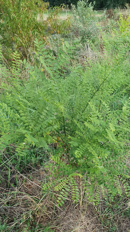 Sophora japonica// "Styphnolobium japonicum"