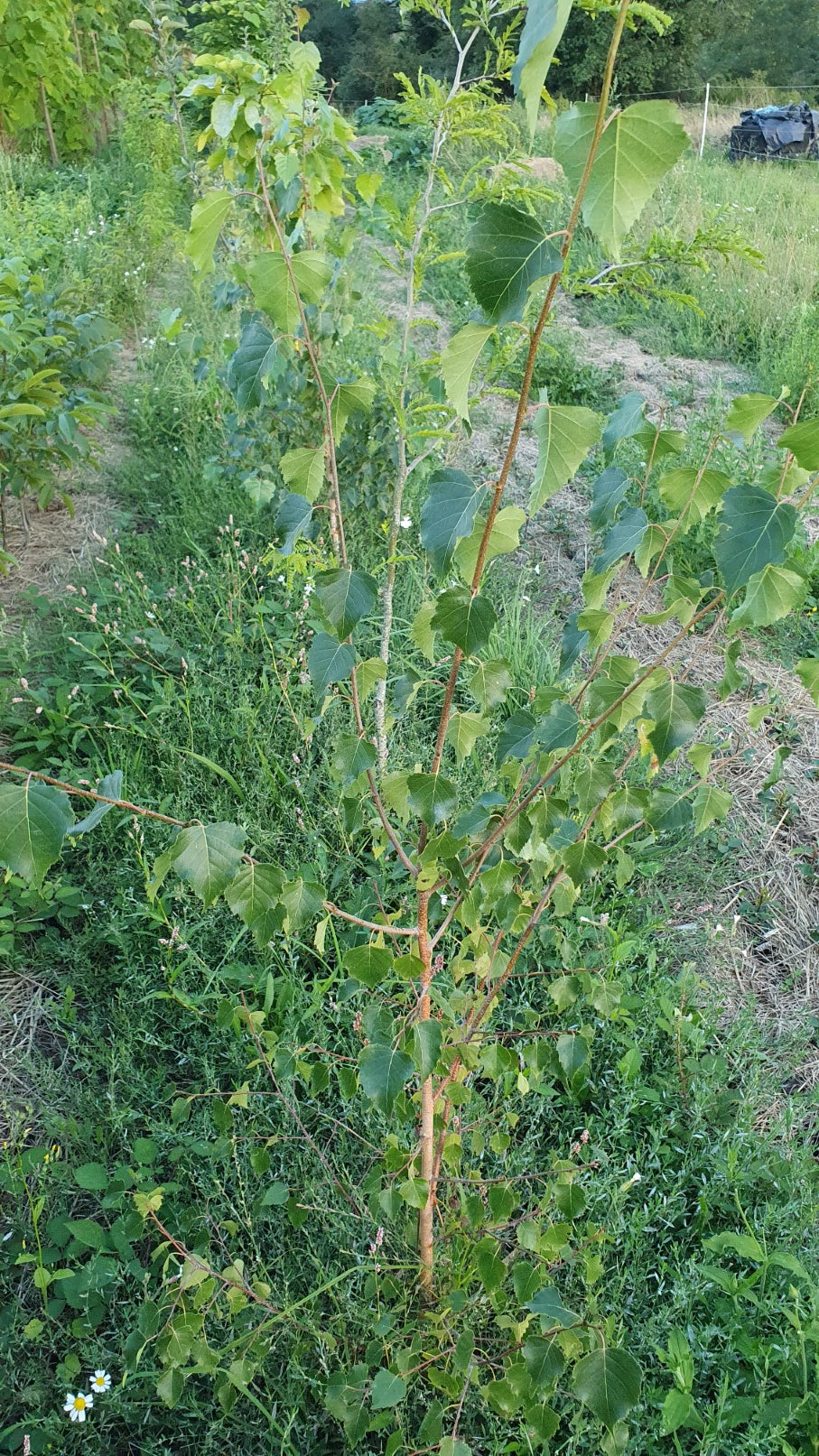 Bouleau à papier (Betula papyrifera)