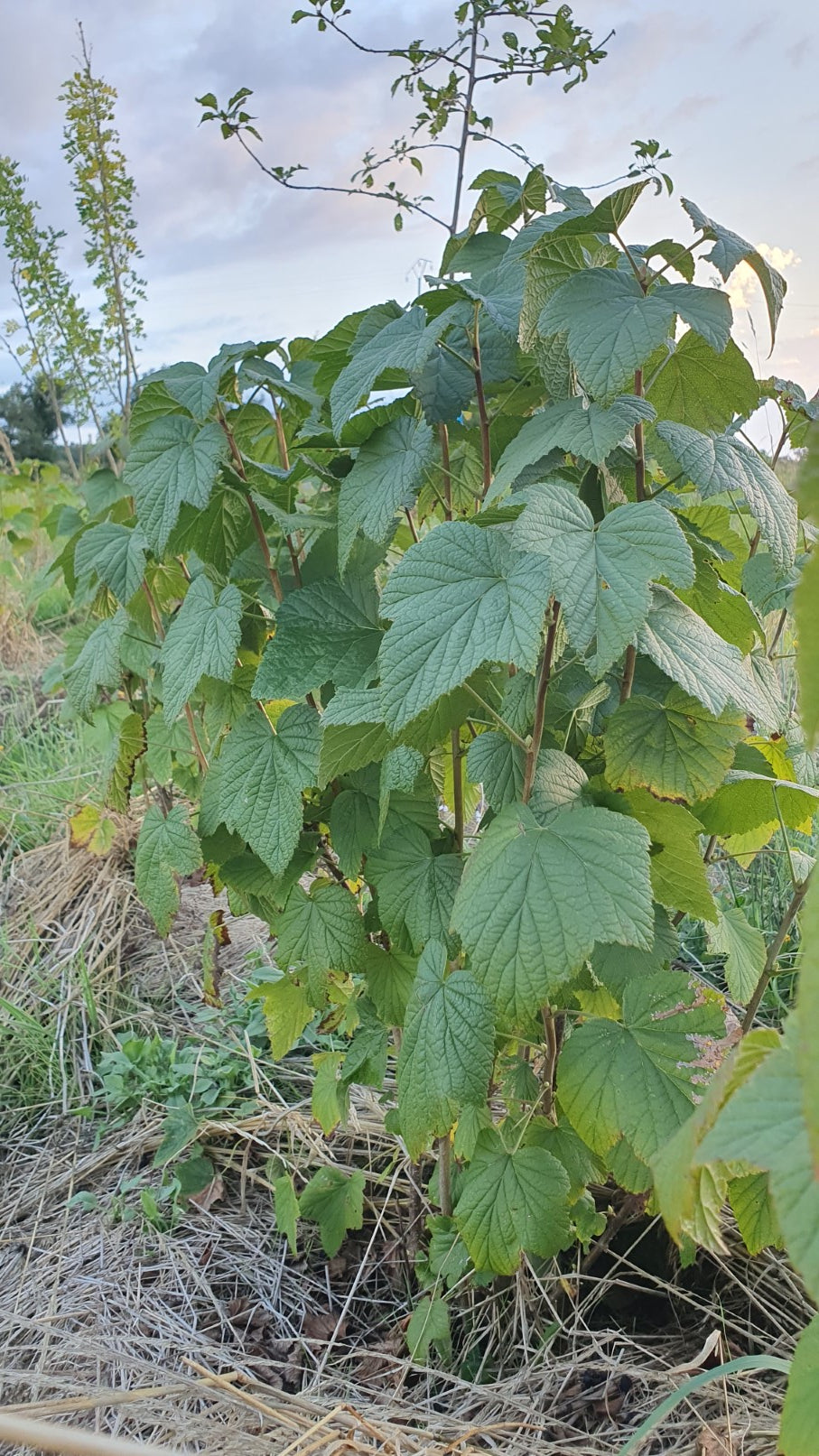 Cassis "Titania"