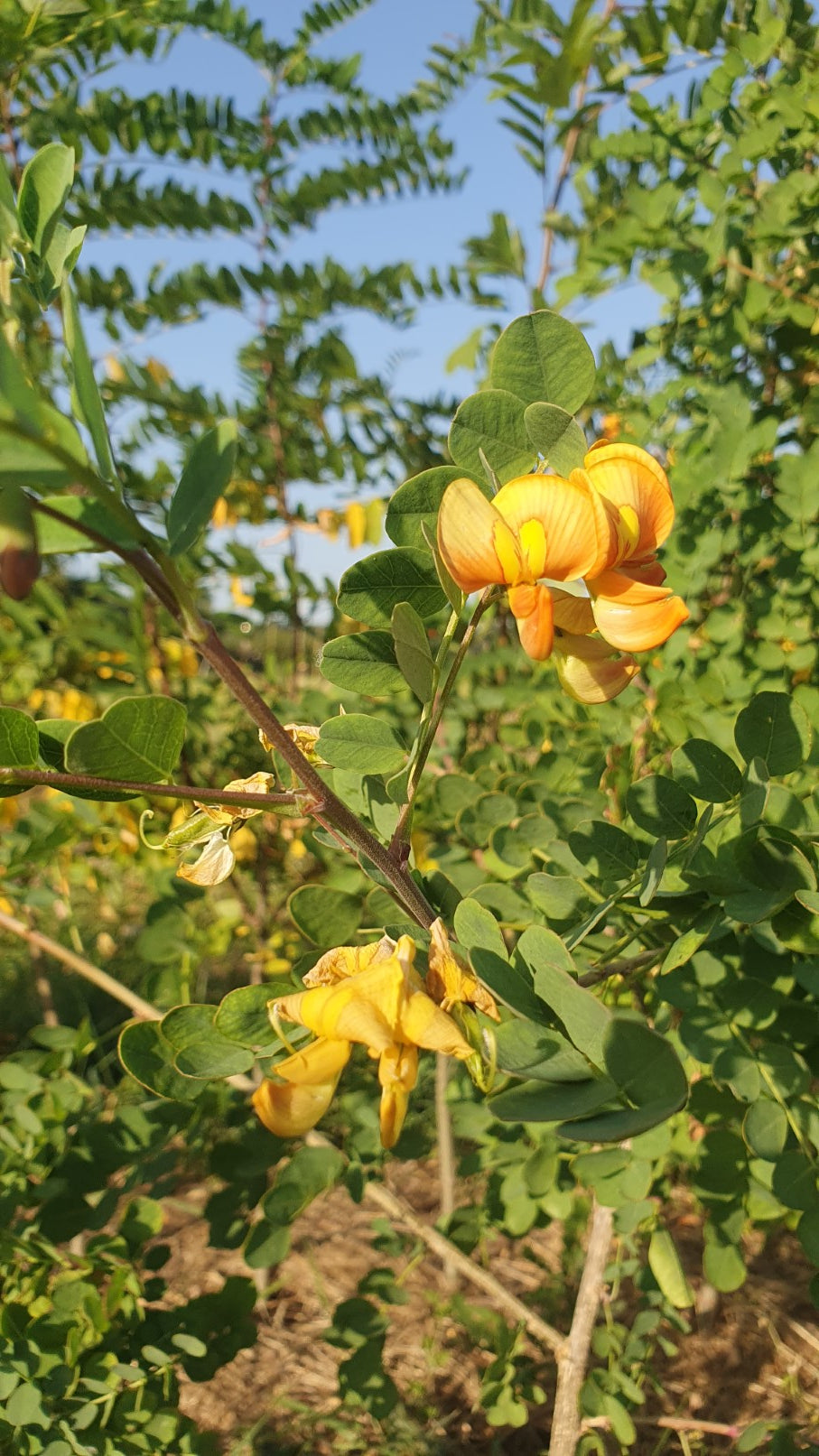 Baguenaudier (Colutea arborescens)