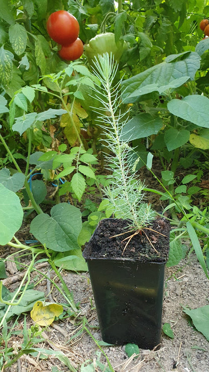 Pin parasol de semis (Pinus pinea)