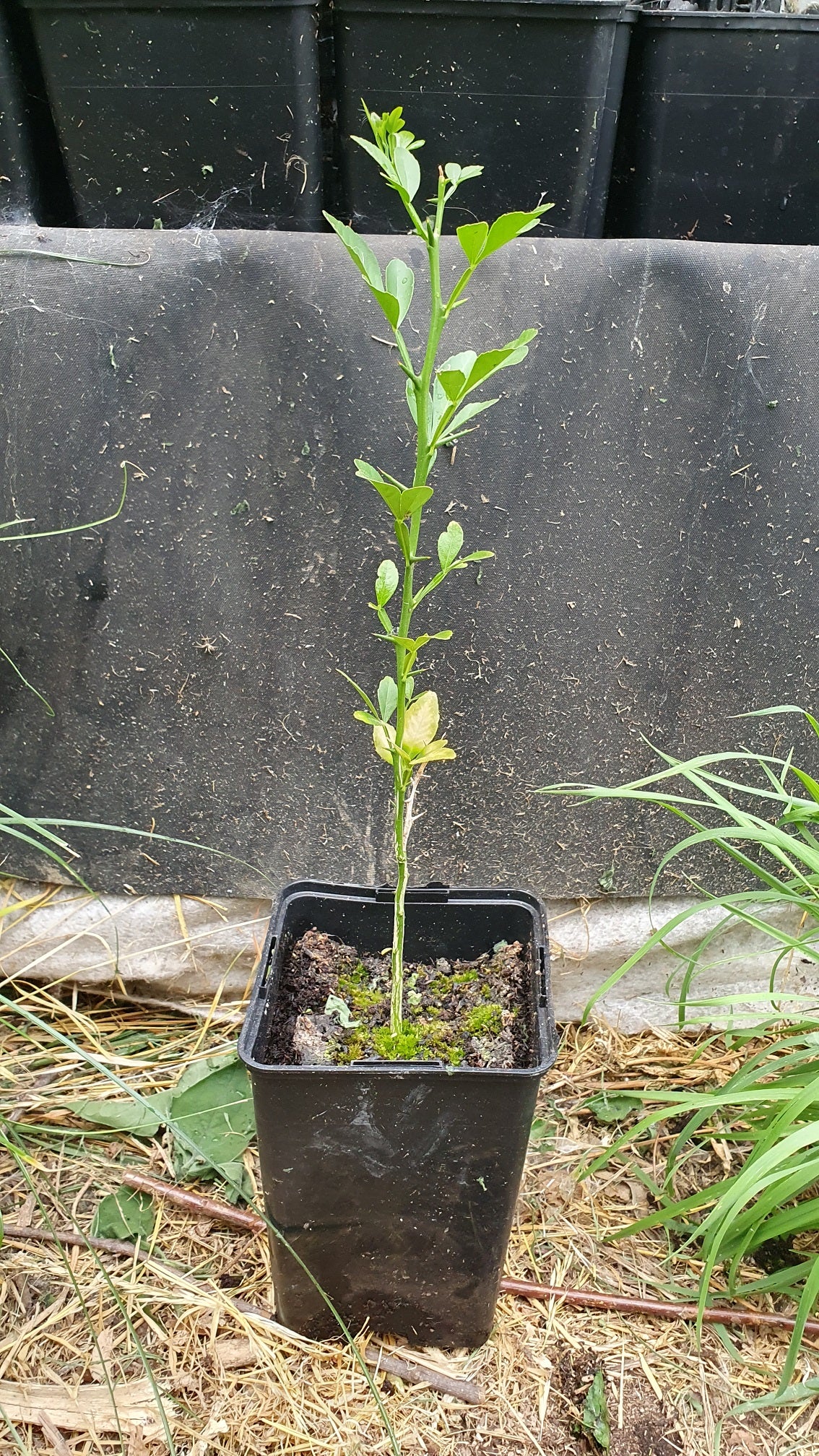 Citronier épineux // Poncirus trifoliata