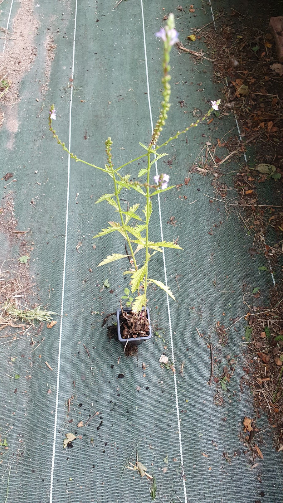 Verveine officinale (Verbena officinalis)