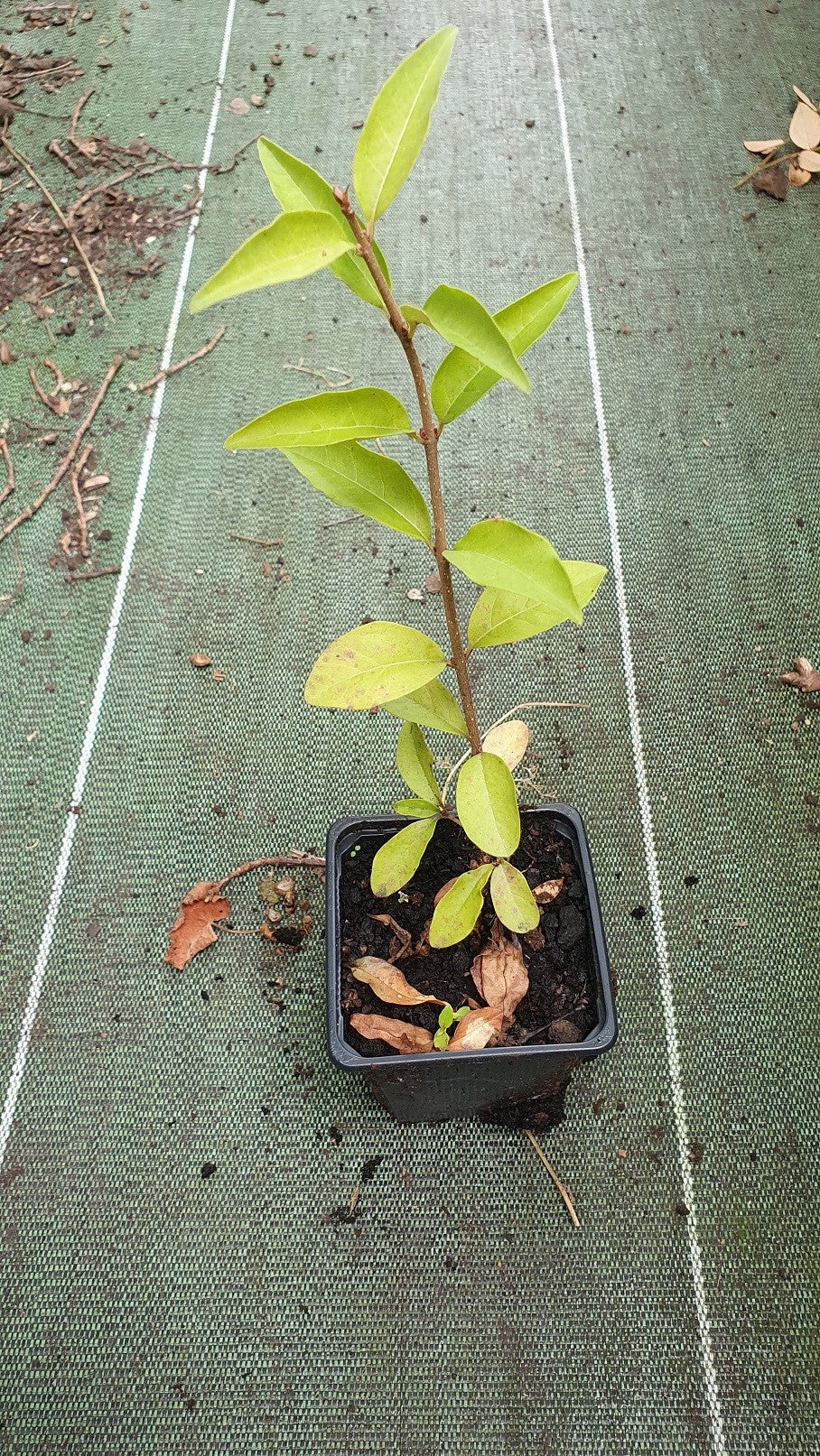 Troène commun (Ligustrum vulgare)