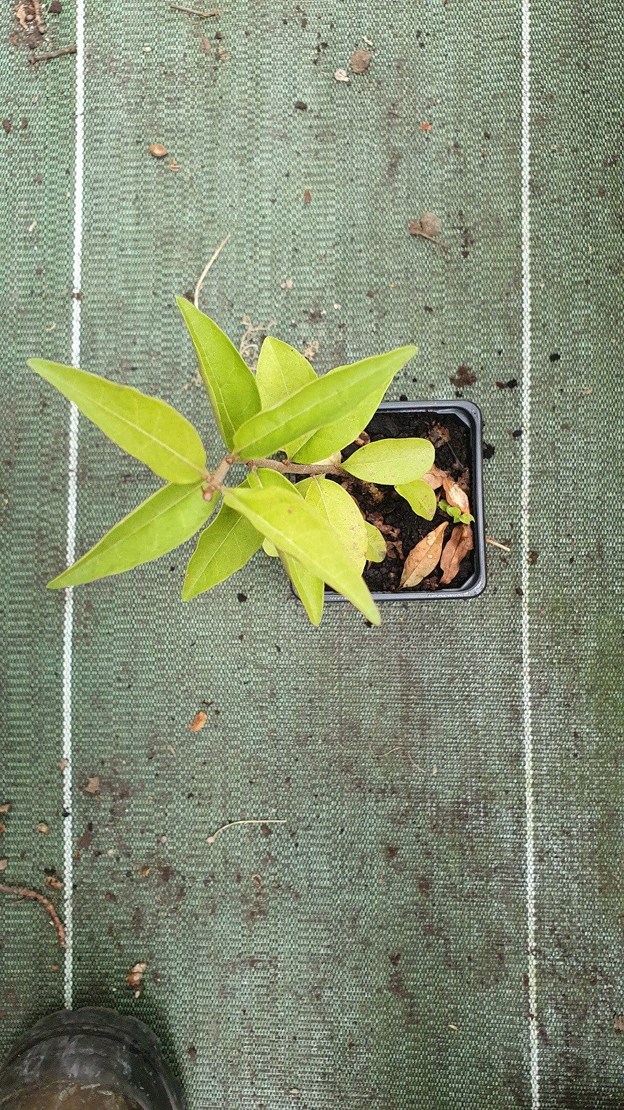 Troène commun (Ligustrum vulgare)