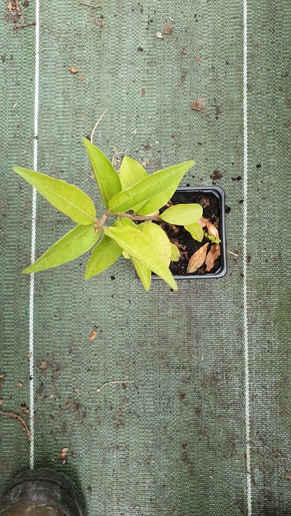 Troène commun (Ligustrum vulgare)