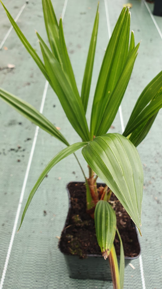 Palmier nain rustique (chamaerops humilis)